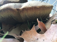 Phlebopus portentosus