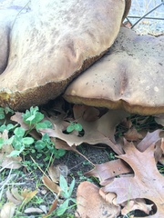 Phlebopus portentosus