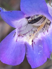 Plagiognathus obscurus