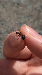 Formica rufa