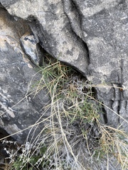 Muhlenbergia thurberi