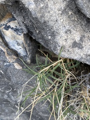 Muhlenbergia thurberi