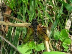 Trichiosoma triangulum