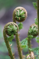 Dryopteris filix-mas