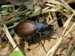 Morphocarabus