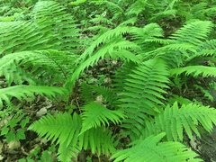 Dryopteris filix-mas