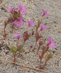 Diplacus deschutesensis