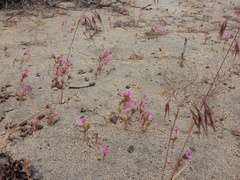 Diplacus deschutesensis