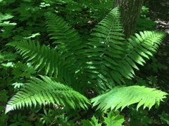 Dryopteris filix-mas