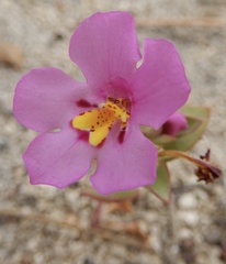 Diplacus deschutesensis