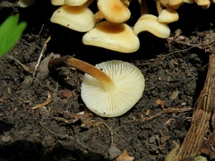 Flammulina rossica