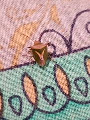 Cuspicona longispina