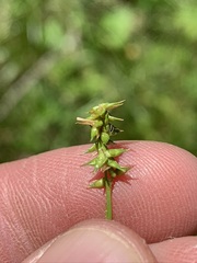 Carex texensis