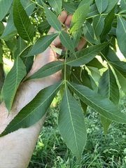 Carya carolinae-septentrionalis
