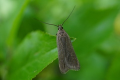 Acompsia cinerella