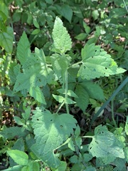 Fleischmannia incarnata