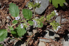 Phacelia bolanderi