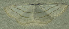 Scopula ordinata