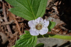 Phacelia bolanderi