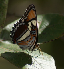 Adelpha eulalia