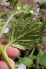 Phacelia bolanderi