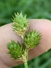Carex molestiformis