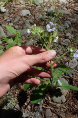 Phacelia bolanderi