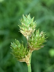 Carex molestiformis