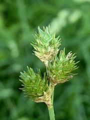 Carex molestiformis
