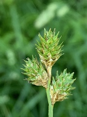 Carex molestiformis