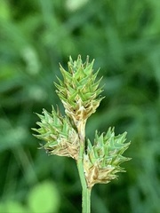 Carex molestiformis