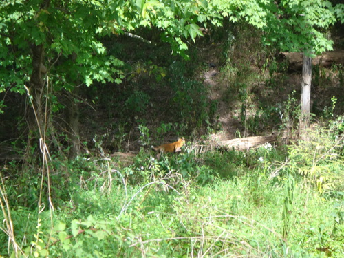 Eastern American Red Fox photographed in New Jersey