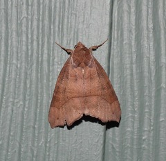 Bastilla hamatilis