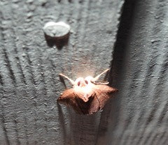 Bastilla hamatilis