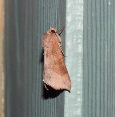 Bastilla hamatilis