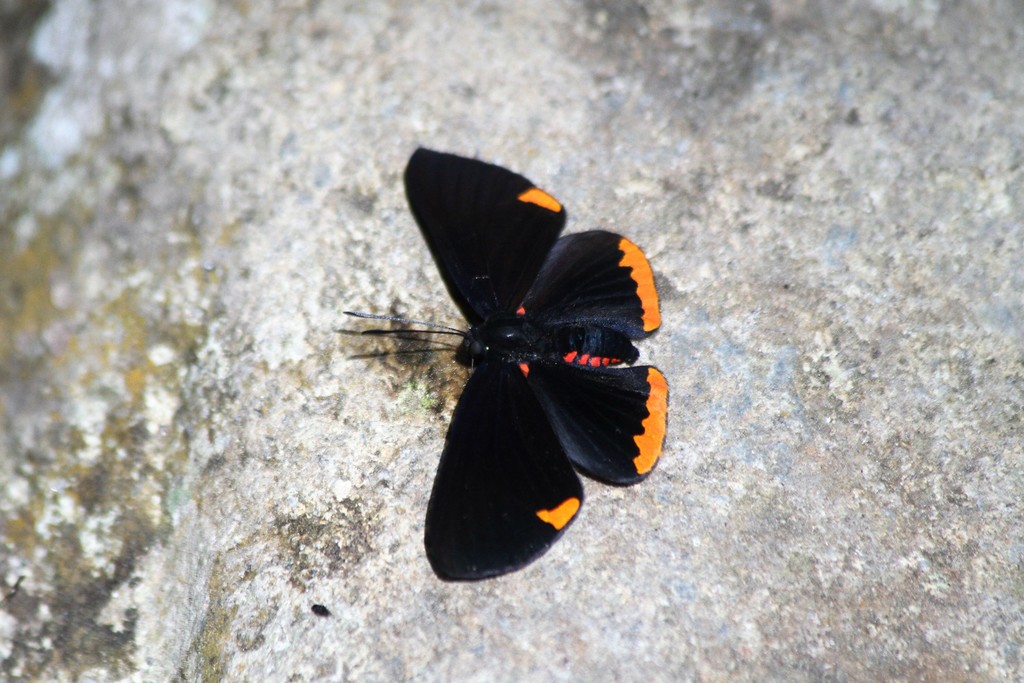 Melanis cercopes