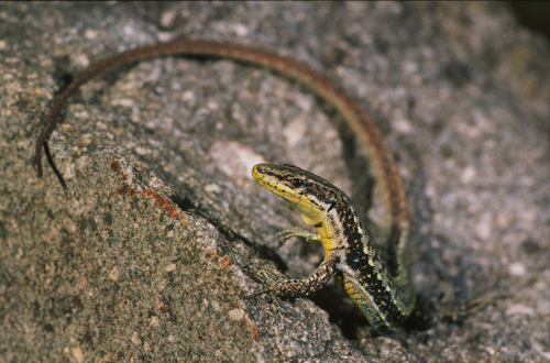 River Kura Lizard