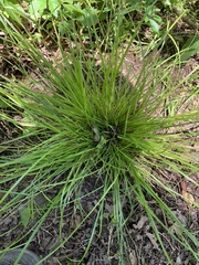 Carex timida