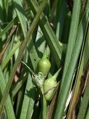 Carex timida