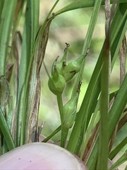 Carex timida