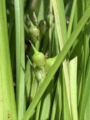 Carex timida