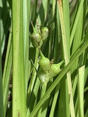 Carex timida