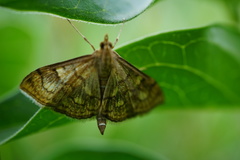 Anania verbascalis