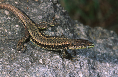 Darevskia portschinskii