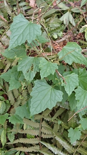 Zehneria guamensis iNat (3)