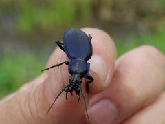 Carabus regalis regalis