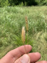 Hordeum pusillum