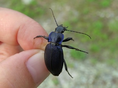 Carabus regalis regalis