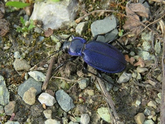 Carabus regalis regalis
