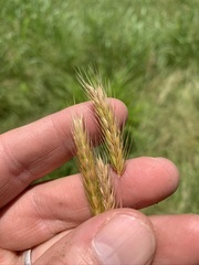 Hordeum pusillum